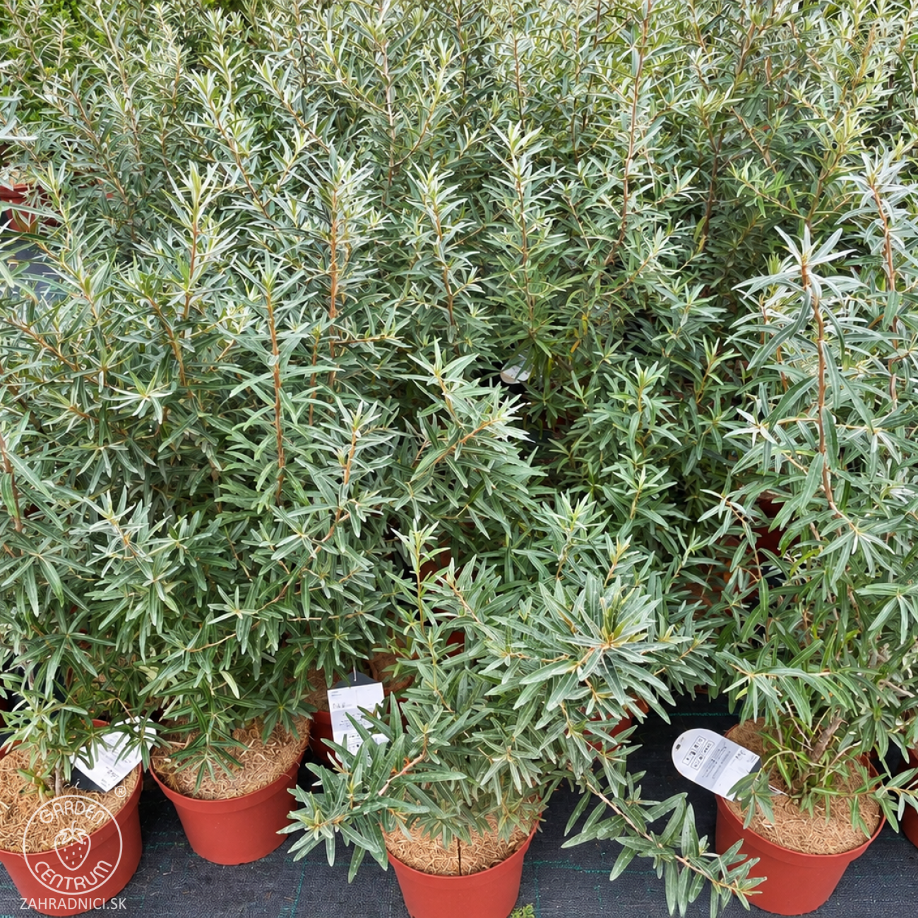 Obrázok Rakytník rešetliakový (Hippophae rhamnoides) ´FRIESDORFER ORANGE´ - výška 70-80 cm, kont.C3L - SAMOOPELIVÝ